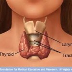 thyroid